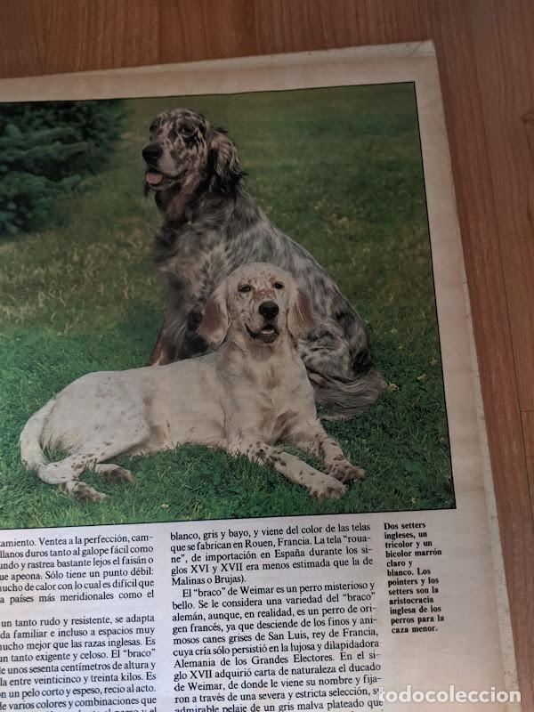 Libros de segunda mano: LOS ANIMALES DE COMPA&Ntilde;&Iacute;A - Foto 5