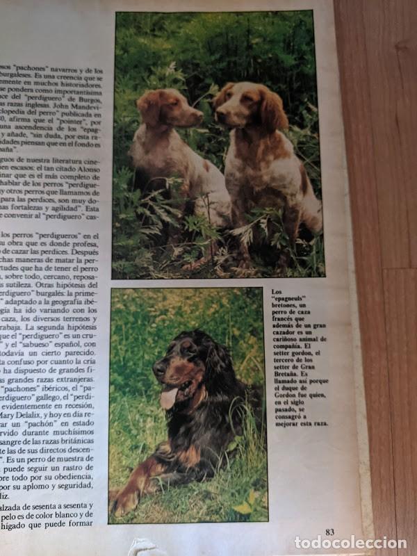 Libros de segunda mano: LOS ANIMALES DE COMPA&Ntilde;&Iacute;A - Foto 6