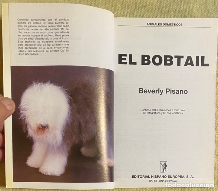 Libros de segunda mano: El Bobtail. Beverly Pisano. Hispano Europea. 1994. - Foto 4