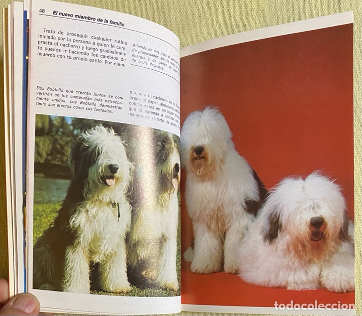 Libros de segunda mano: El Bobtail. Beverly Pisano. Hispano Europea. 1994. - Foto 9