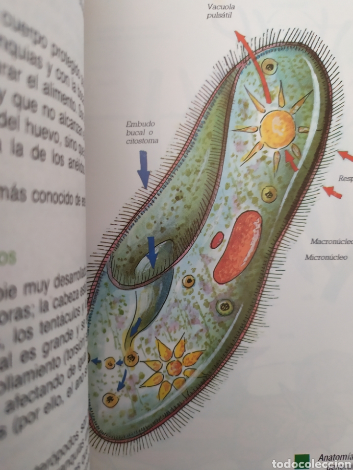 Libros de segunda mano: Ciencias naturales. Zoolog&iacute;a y Ecolog&iacute;a - Foto 3
