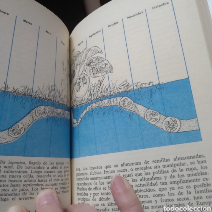 Libros de segunda mano: EL MUNDO DE LOS INSECTOS. K. Hugh Newman. - Foto 2