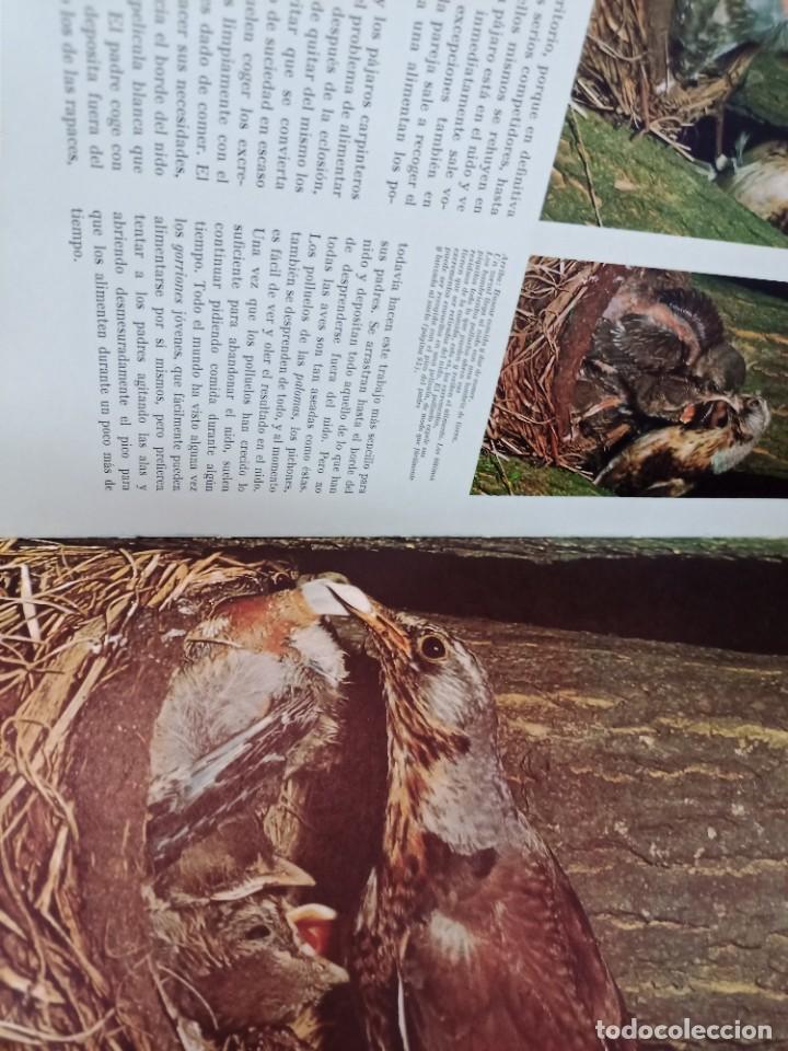 Libros de segunda mano: Maravillas de las aves SA9012 - Foto 2