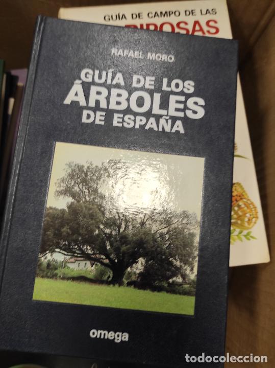 Libros de segunda mano: GU&Iacute;A DE LOS &Aacute;RBOLES DE ESPA&Ntilde;A. RAFAEL MORO. LIBRO OMEGA - Foto 1