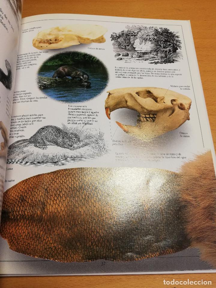 Libros de segunda mano: EL R&Iacute;O Y LA LAGUNA (STEVE PARKER) BIBLIOTECA VISUAL ALTEA - Foto 7