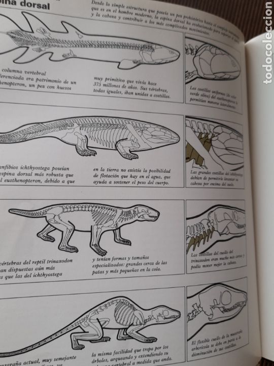 Libros de segunda mano: La vida antes del Hombre - Foto 4