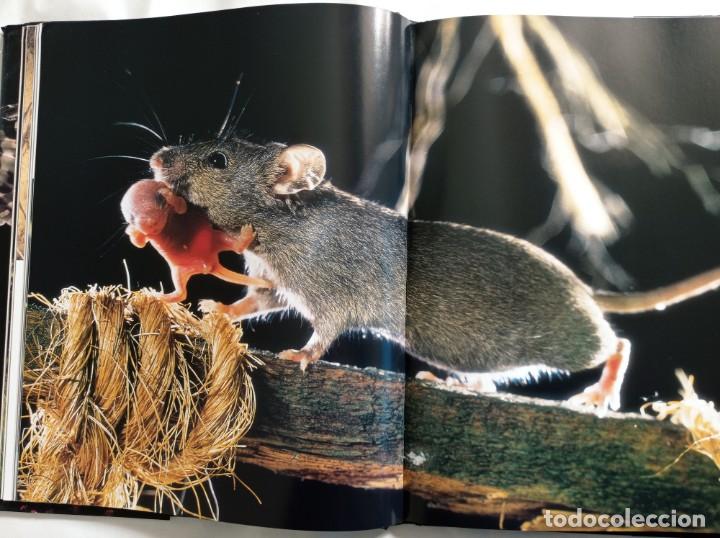 Libros de segunda mano: Naturaleza en acci&oacute;n. Jos&eacute; Luis Rodr&iacute;guez - Foto 6