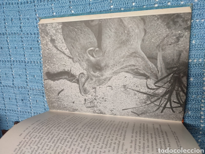 Libros de segunda mano: Caza submarina. Juan E. Sala Matas. Ed. Sintes - Foto 10