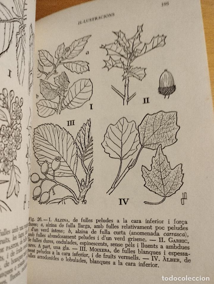 Libros de segunda mano: GUIA PER A CON&Egrave;IXER ELS ARBRES (FRANCESC MASCLANS) - Foto 6