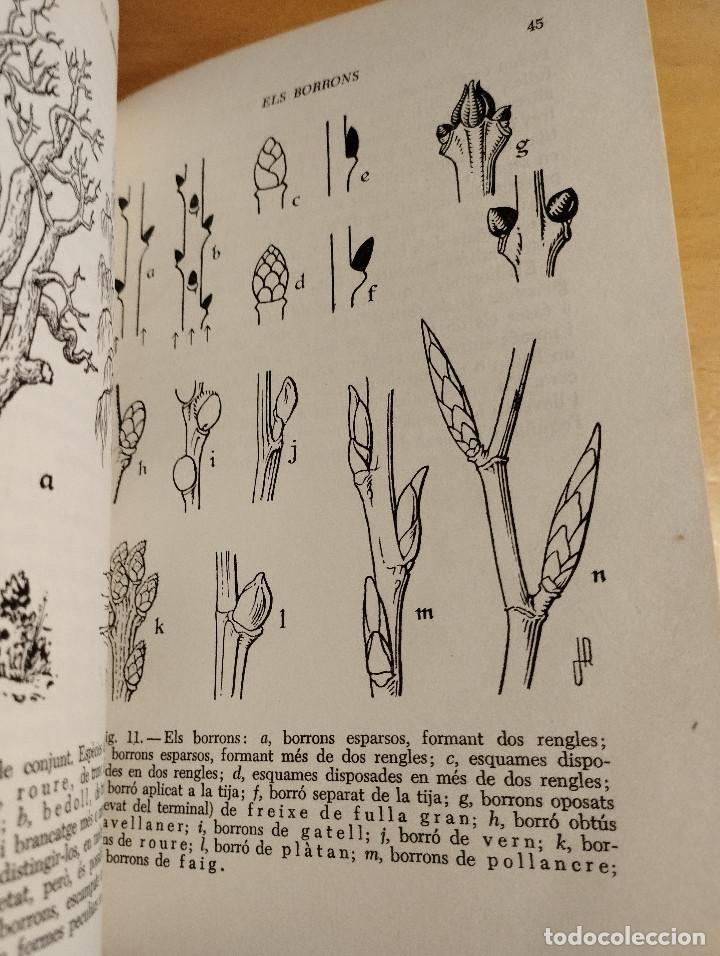 Libros de segunda mano: GUIA PER A CON&Egrave;IXER ELS ARBRES (FRANCESC MASCLANS) - Foto 7