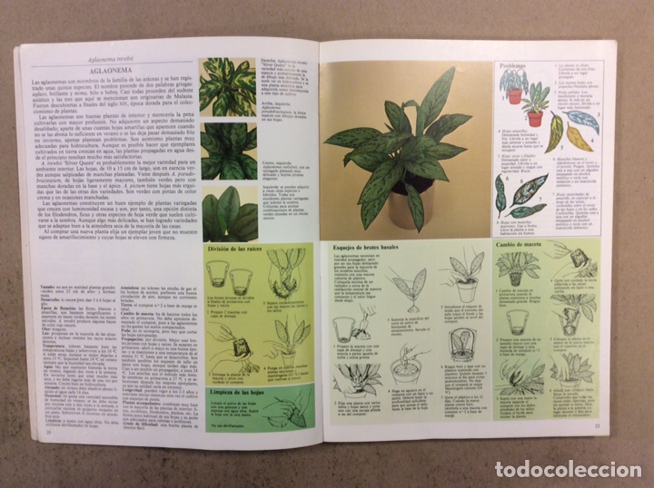 Libros de segunda mano: GU&Iacute;A PR&Aacute;CTICA ILUSTRADA PARA EL CUIDADO DE LAS PLANTAS DE INTERIOR. DAVID LONGMAN. - Foto 4