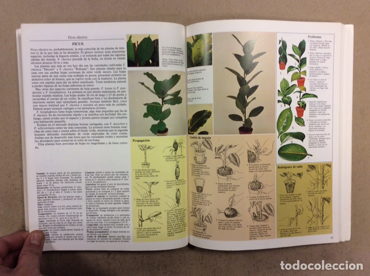 Libros de segunda mano: GU&Iacute;A PR&Aacute;CTICA ILUSTRADA PARA EL CUIDADO DE LAS PLANTAS DE INTERIOR. DAVID LONGMAN. - Foto 6