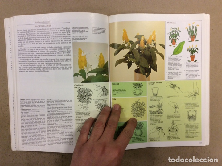 Libros de segunda mano: GU&Iacute;A PR&Aacute;CTICA ILUSTRADA PARA EL CUIDADO DE LAS PLANTAS DE INTERIOR. DAVID LONGMAN. - Foto 7