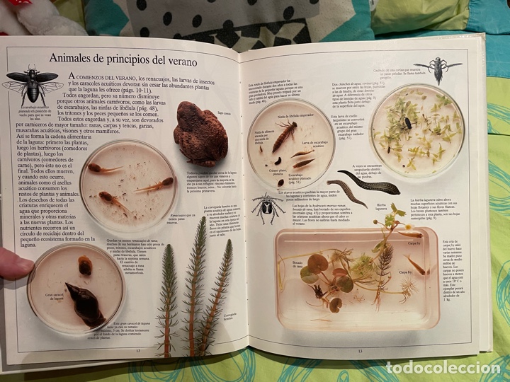 Libros de segunda mano: El r&iacute;o y la laguna: enciclopedia visual altea - Foto 3