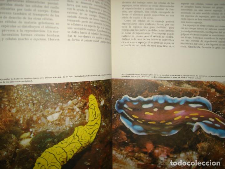 Libros de segunda mano: 9- MARAVILLAS DEL MAR - WALT DISNEY - 1968 - Foto 7