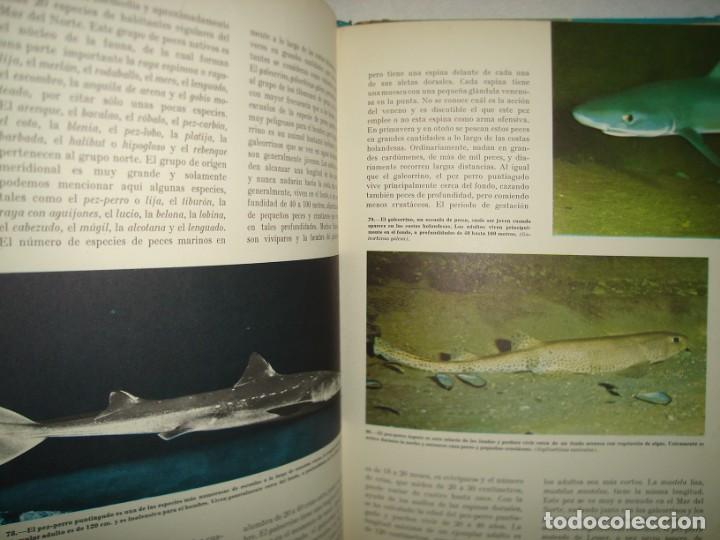 Libros de segunda mano: 9- MARAVILLAS DEL MAR - WALT DISNEY - 1968 - Foto 8