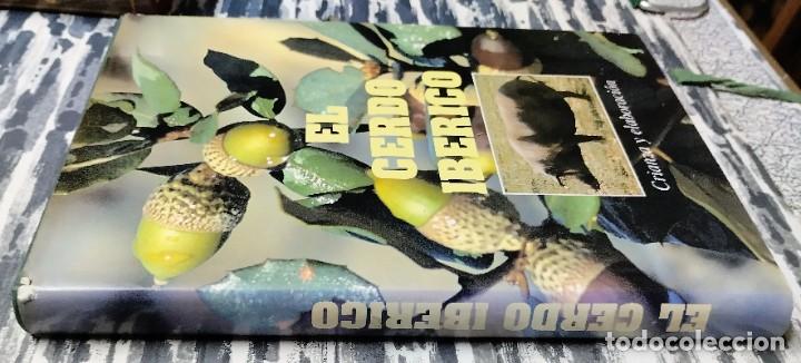 Libros de segunda mano: El cerdo ib&eacute;rico, crianza y elaboraci&oacute;n, 1998 - Foto 2