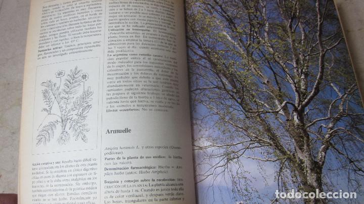Libros de segunda mano: M. PAHLOW - EL GRAN LIBRO DE LAS PLANTAS MEDICINALES - EVEREST 1985 - Foto 3