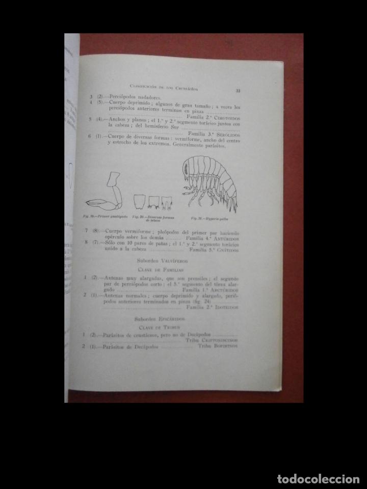 Libros de segunda mano: Clasificaci&oacute;n de los crust&aacute;ceos. Montserrat Bassedas Ard&eacute;vol - Foto 3
