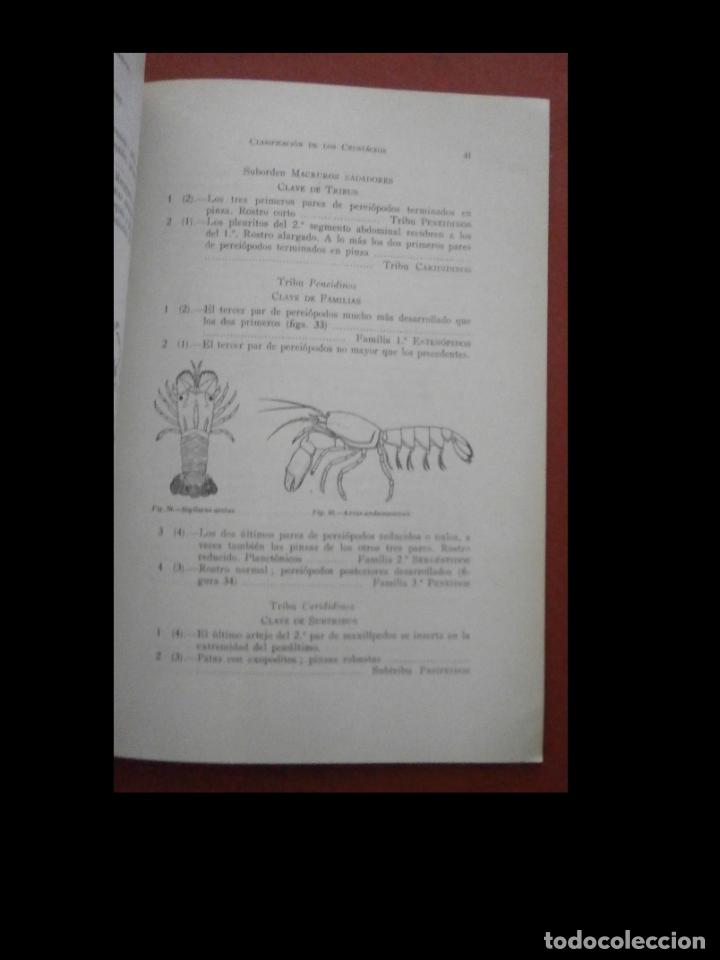 Libros de segunda mano: Clasificaci&oacute;n de los crust&aacute;ceos. Montserrat Bassedas Ard&eacute;vol - Foto 5
