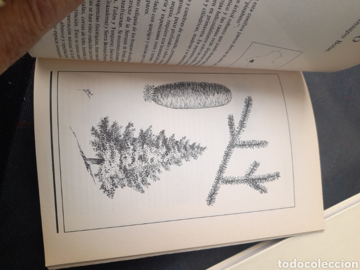 Libros de segunda mano: &Aacute;rboles aut&oacute;ctonos Andaluces - Foto 3