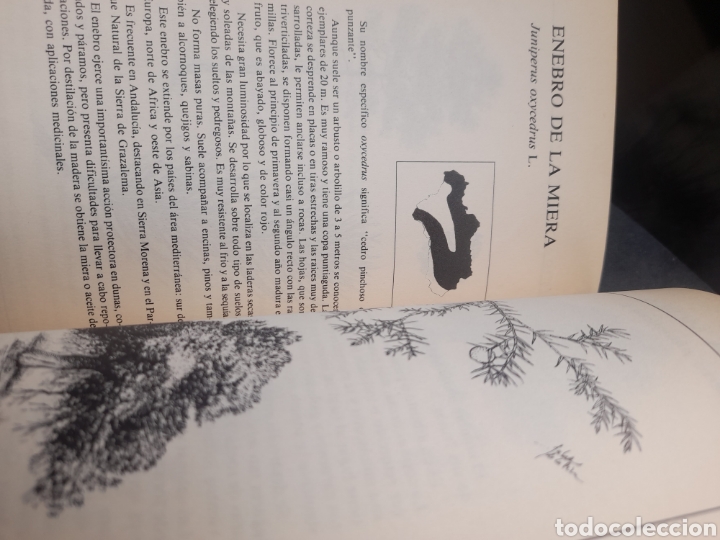 Libros de segunda mano: &Aacute;rboles aut&oacute;ctonos Andaluces - Foto 4