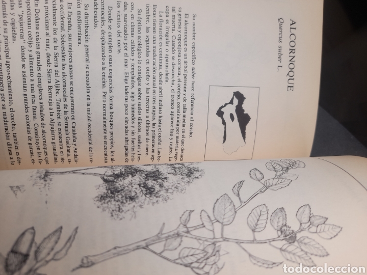 Libros de segunda mano: &Aacute;rboles aut&oacute;ctonos Andaluces - Foto 5