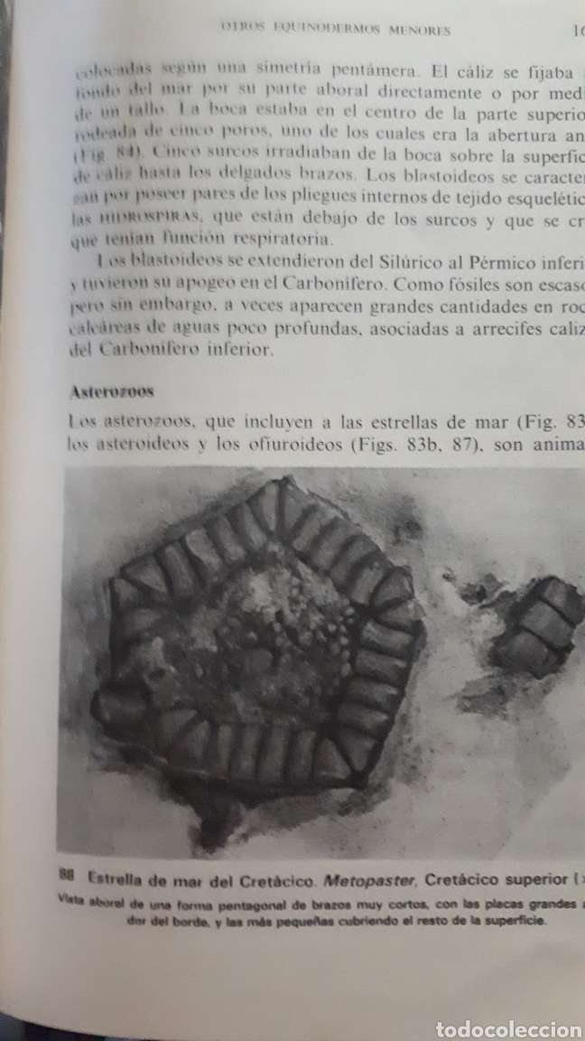 Libros de segunda mano: PALEONTOLOG&Iacute;A RHONA M. BLACK - Foto 2