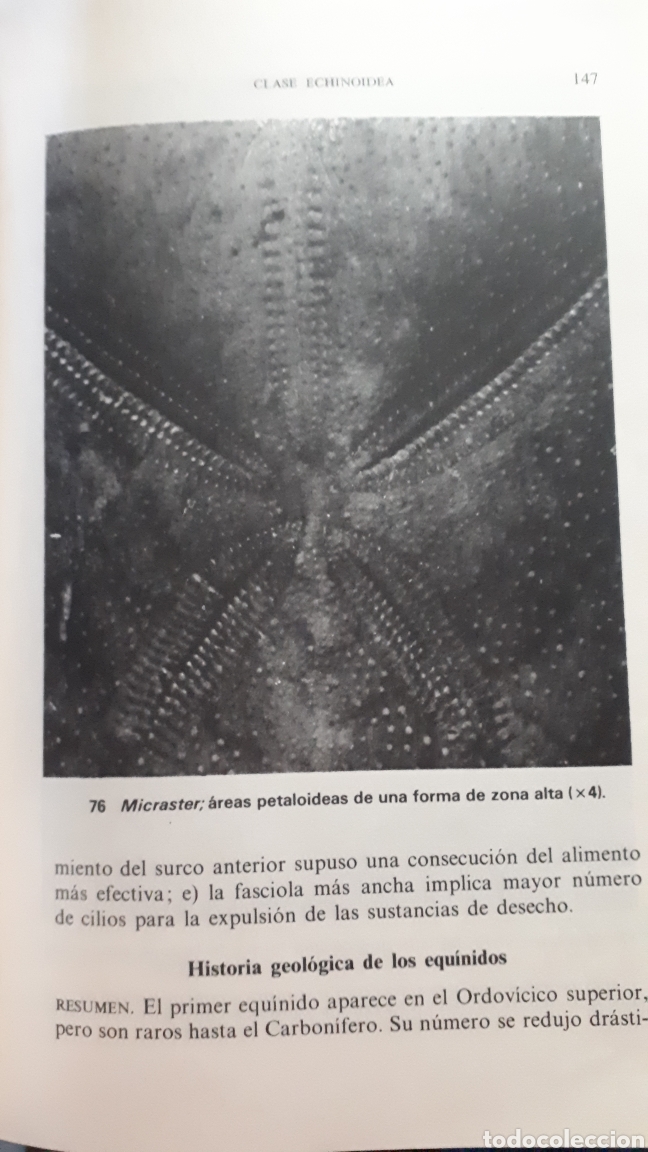 Libros de segunda mano: PALEONTOLOG&Iacute;A RHONA M. BLACK - Foto 3