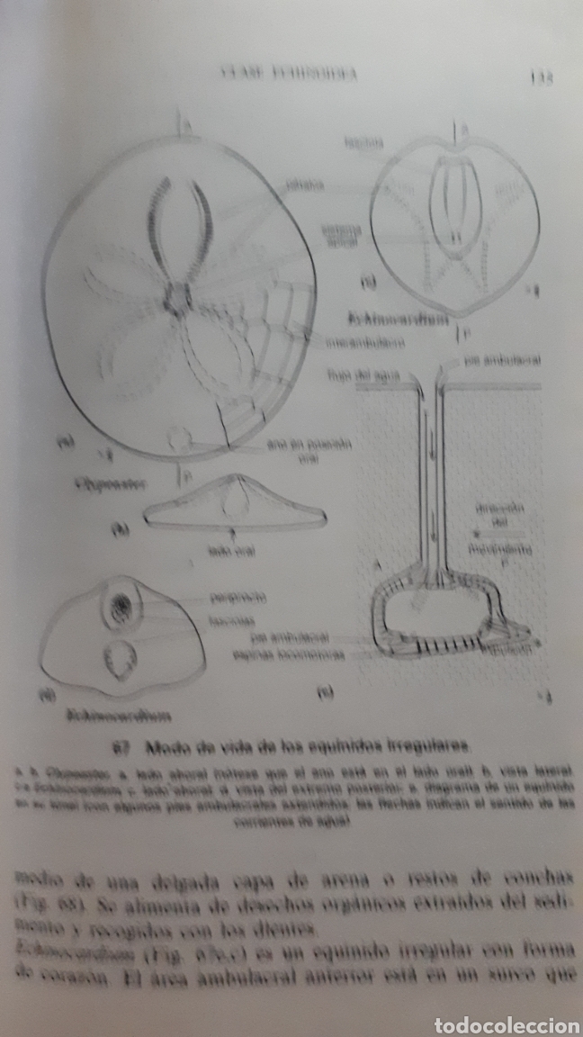 Libros de segunda mano: PALEONTOLOG&Iacute;A RHONA M. BLACK - Foto 4