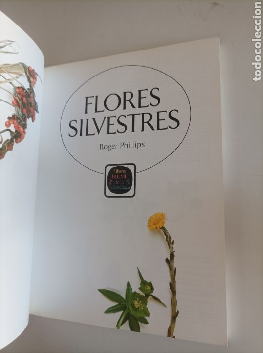 Libros de segunda mano: FLORES SILVESTRES / ROGER PHILLIPS - Foto 2