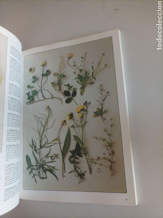 Libros de segunda mano: FLORES SILVESTRES / ROGER PHILLIPS - Foto 3