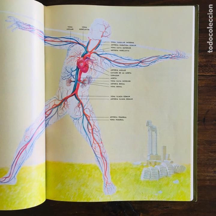 Libros de segunda mano: LIBRO EL CUERPO HUMANO - ALAN E. NOURSE - COLECCI&Oacute;N CIENT&Iacute;FICA LIFE - OFFSET MULTICOLOR 1967 - Foto 2