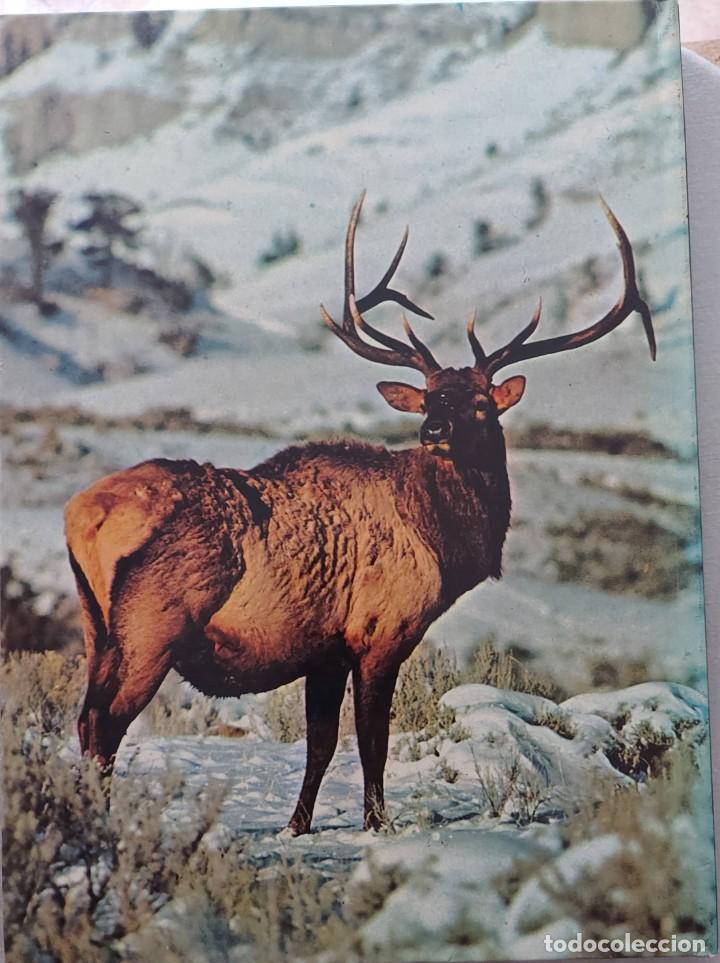 Libros de segunda mano: ANIMALES SALVAJES LA NATURALEZA EDICIONES CASTELL - Foto 2