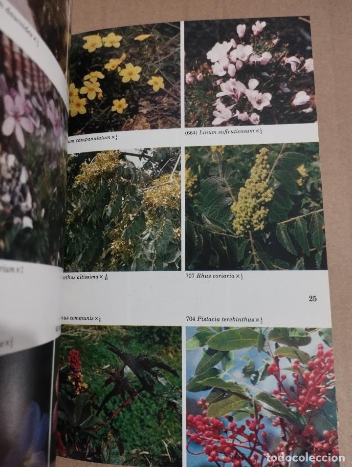 Libros de segunda mano: GU&Iacute;A DE CAMPO DE LAS FLORES DE ESPA&Ntilde;A (OLEG POLUNIN / B. E. SMYTHIES) - Foto 12