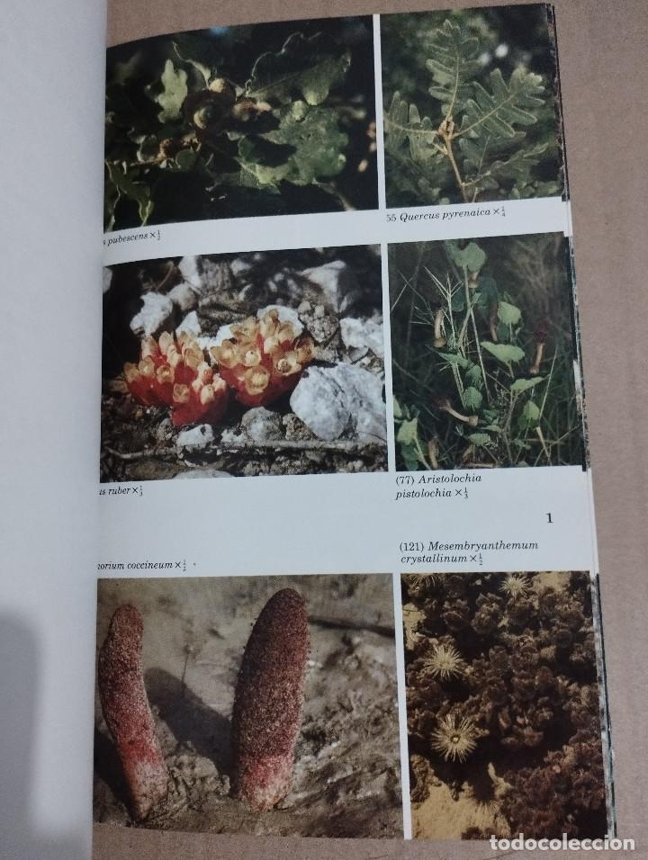 Libros de segunda mano: GU&Iacute;A DE CAMPO DE LAS FLORES DE ESPA&Ntilde;A (OLEG POLUNIN / B. E. SMYTHIES) - Foto 13