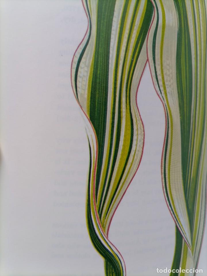 Libros de segunda mano: Beautiful leaved plants Franc&eacute;s Perry - Foto 6