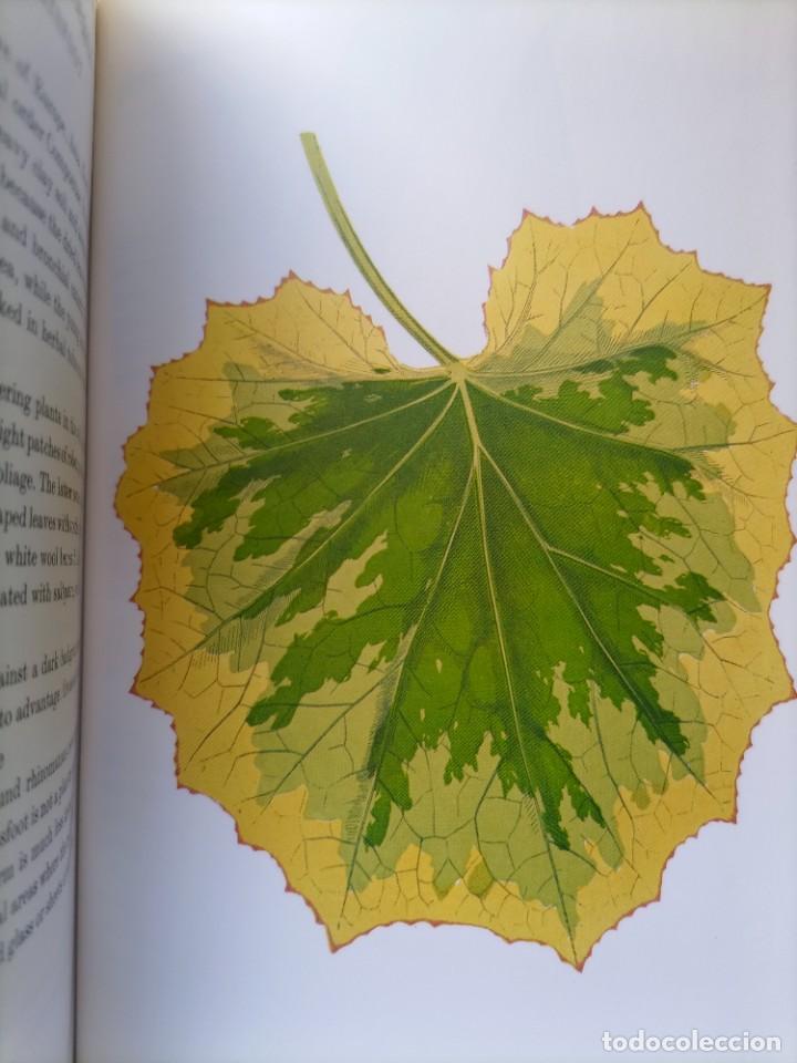 Libros de segunda mano: Beautiful leaved plants Franc&eacute;s Perry - Foto 8