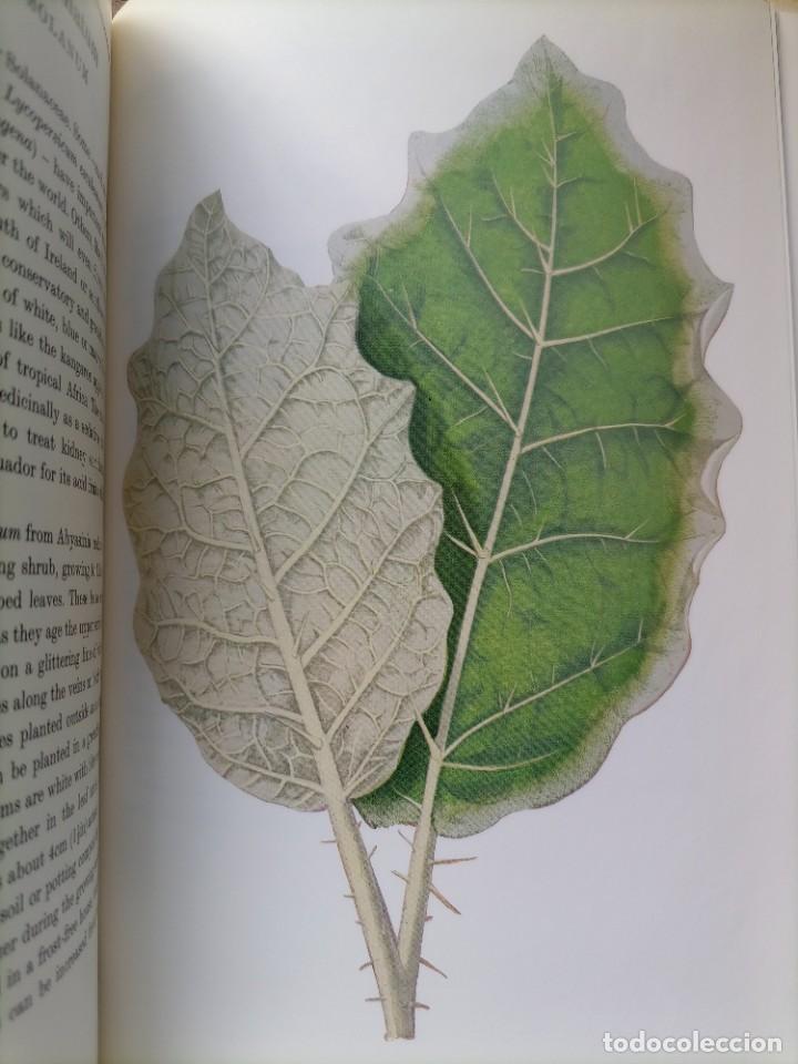 Libros de segunda mano: Beautiful leaved plants Franc&eacute;s Perry - Foto 9