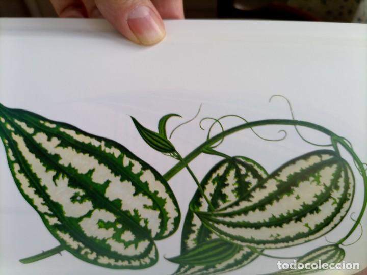Libros de segunda mano: Beautiful leaved plants Franc&eacute;s Perry - Foto 10