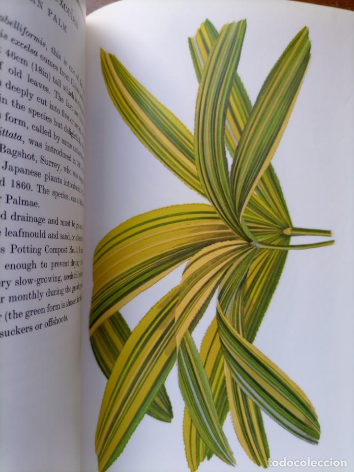 Libros de segunda mano: Beautiful leaved plants Franc&eacute;s Perry - Foto 11