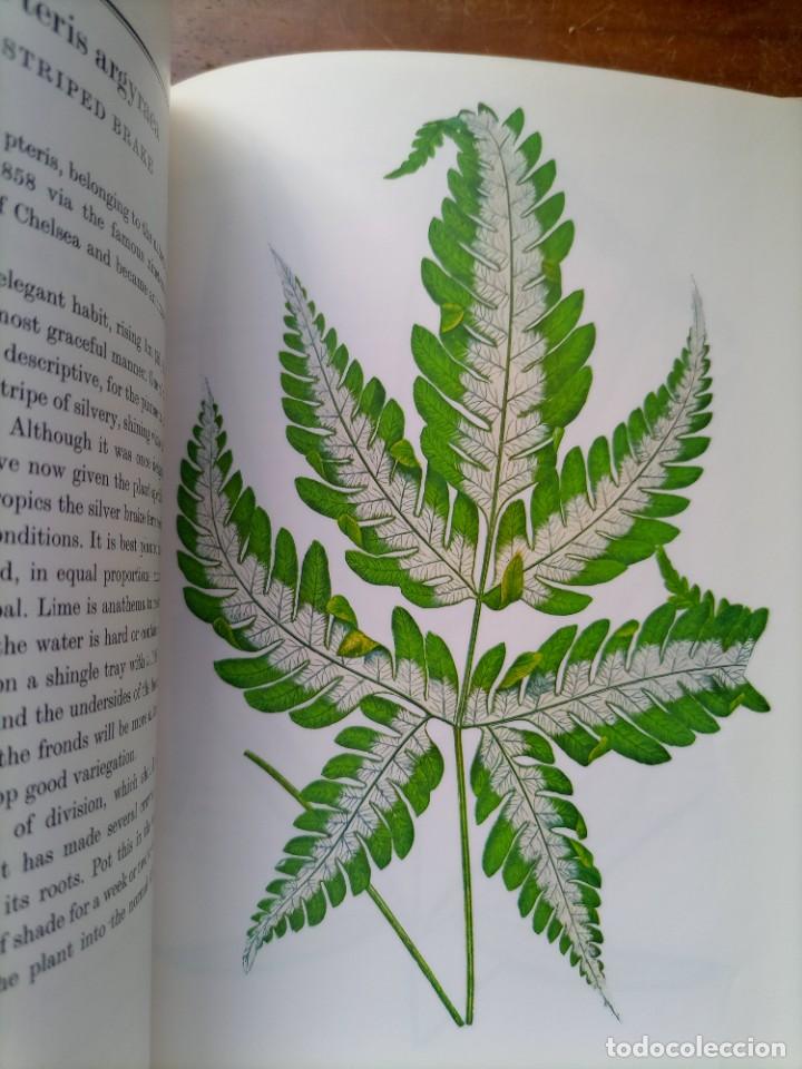 Libros de segunda mano: Beautiful leaved plants Franc&eacute;s Perry - Foto 12