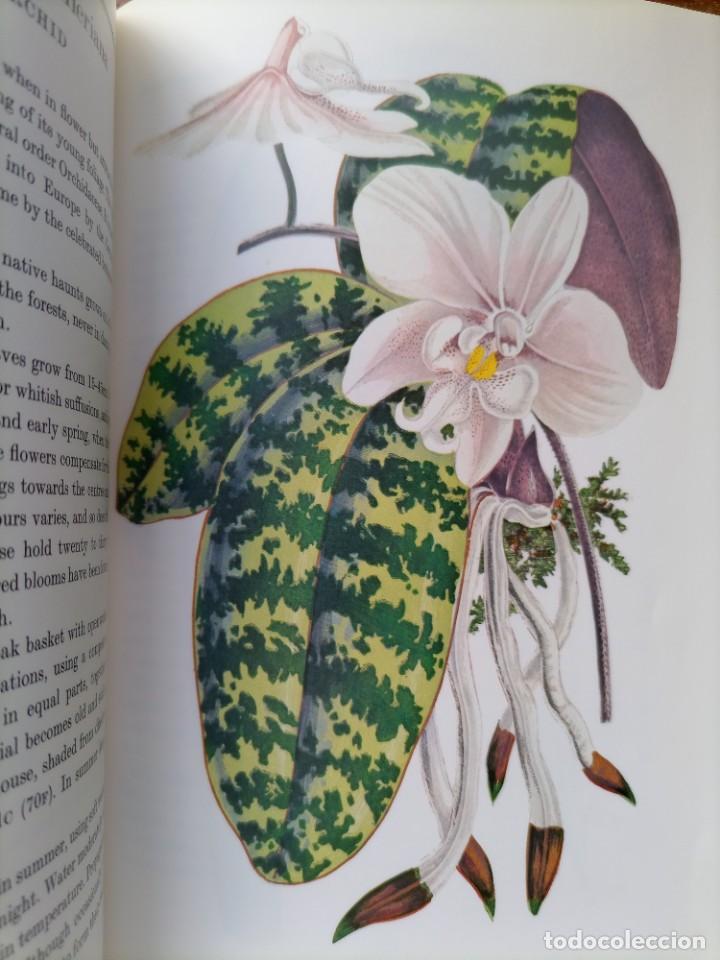 Libros de segunda mano: Beautiful leaved plants Franc&eacute;s Perry - Foto 13