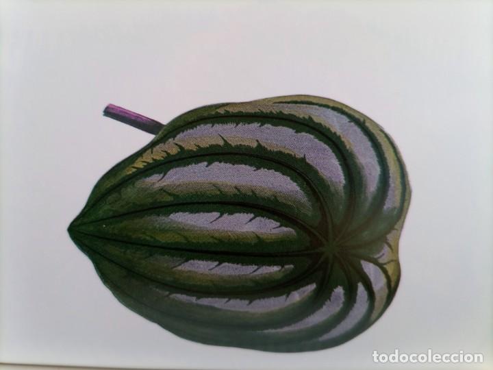 Libros de segunda mano: Beautiful leaved plants Franc&eacute;s Perry - Foto 14
