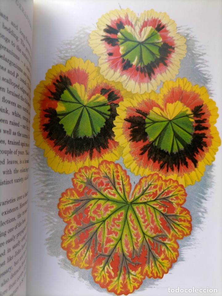 Libros de segunda mano: Beautiful leaved plants Franc&eacute;s Perry - Foto 15