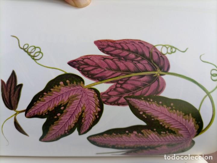 Libros de segunda mano: Beautiful leaved plants Franc&eacute;s Perry - Foto 16