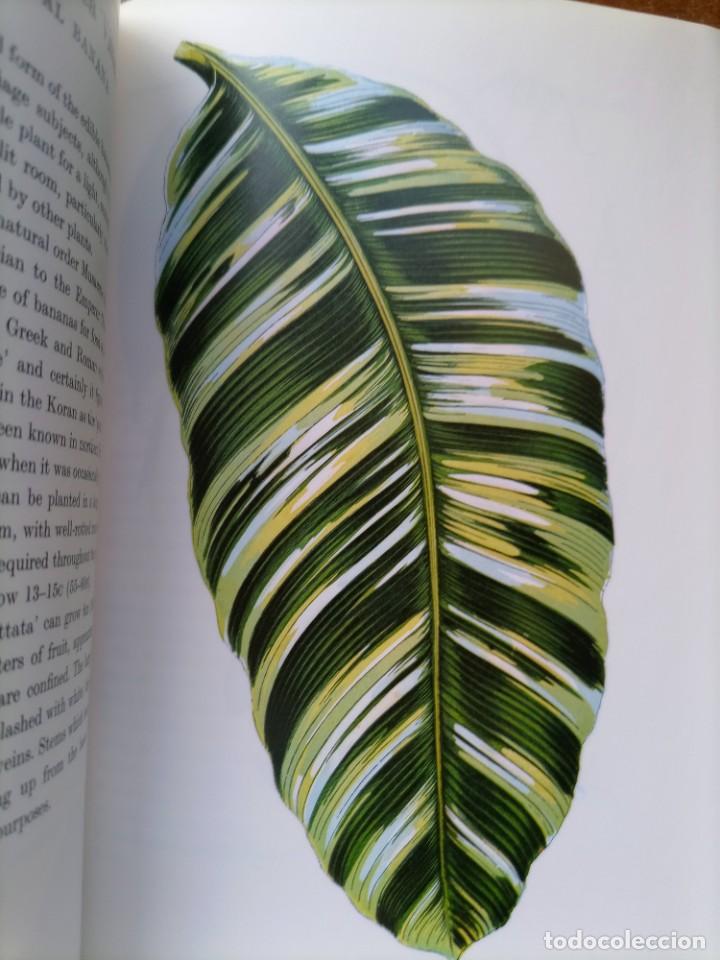 Libros de segunda mano: Beautiful leaved plants Franc&eacute;s Perry - Foto 17