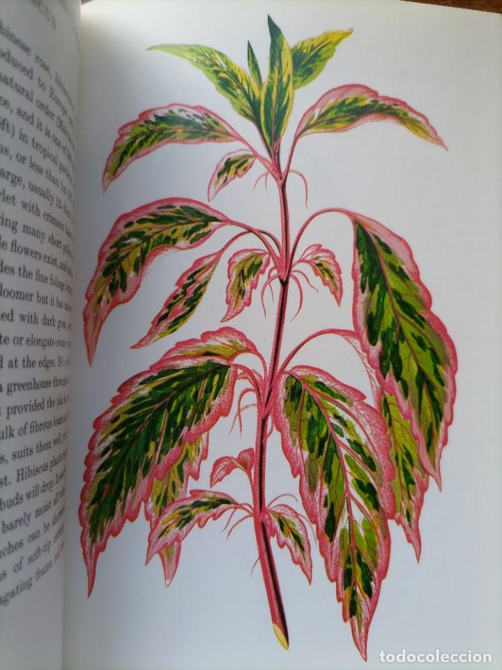 Libros de segunda mano: Beautiful leaved plants Franc&eacute;s Perry - Foto 18