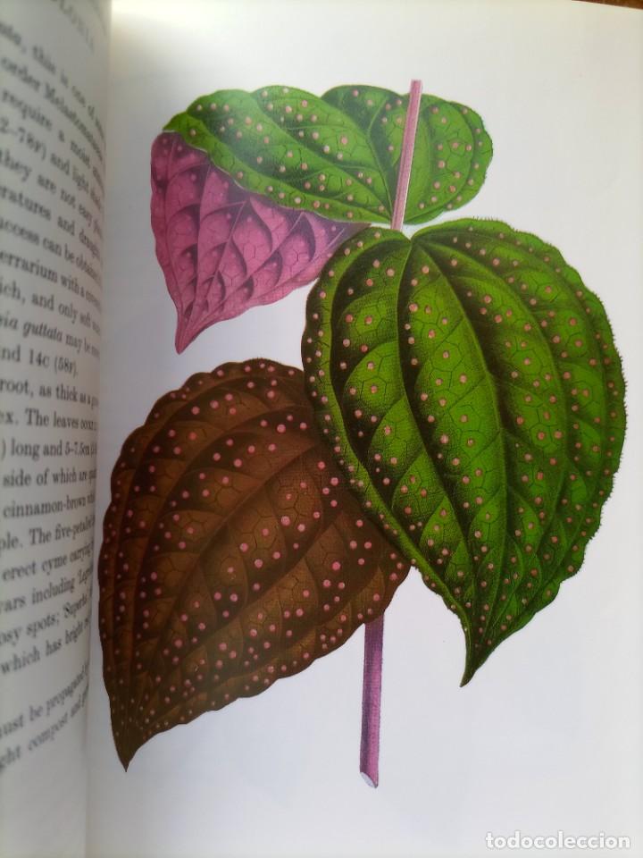 Libros de segunda mano: Beautiful leaved plants Franc&eacute;s Perry - Foto 19