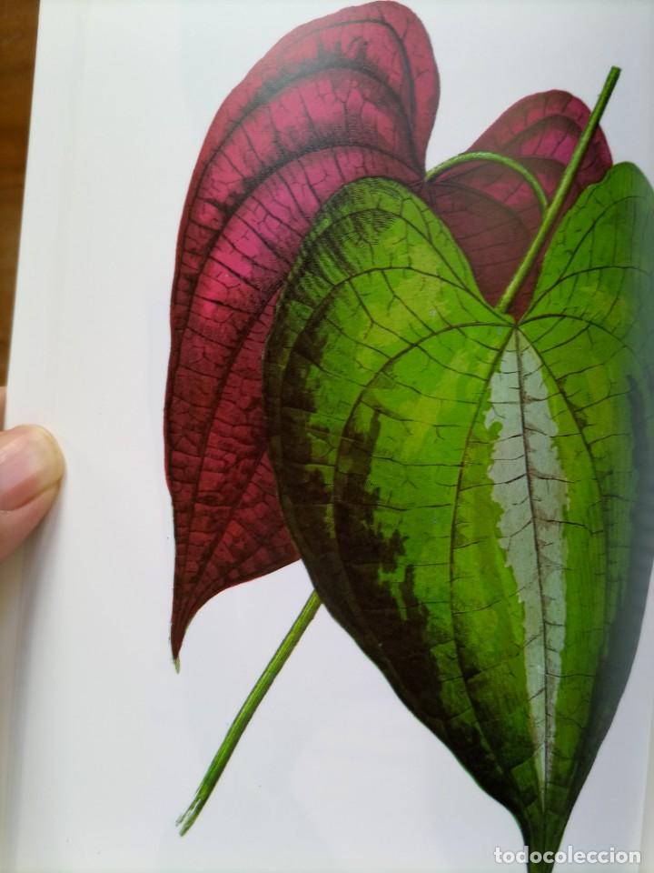 Libros de segunda mano: Beautiful leaved plants Franc&eacute;s Perry - Foto 20